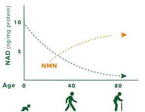 NAD leeftijd NMN
