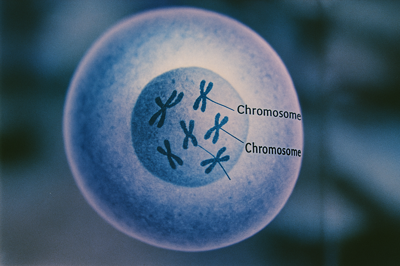 Celkern met chromosomen illustreert het mechanisme van DNA-methylatie bij veroudering