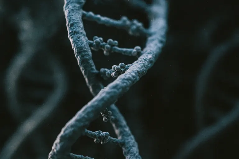 Methylatie op DNA-streng: biochemisch proces dat veroudering beïnvloedt