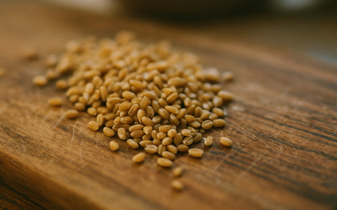 Tarwekiemen als natuurlijke bron van spermidine, de basis voor spermidine dosering
